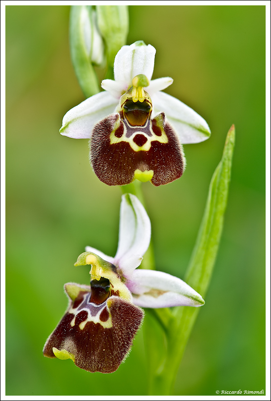 Ophrys holosericea subsp. holosericea